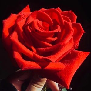 Meet your Posher, Jolin